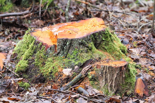 baumstumpf 