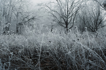 gloomy winter forest during fog covered with frost in cloudy weather