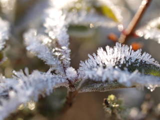 Eiskristalle, winter, frost, frozen plant, Raureif