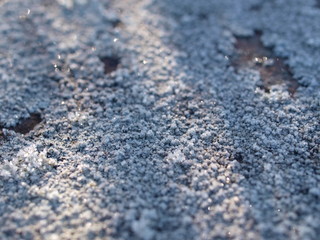 Flechte, lichen, raureif, frost, frozen, winter