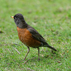 robin on grass