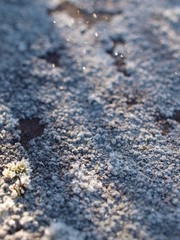 Flechte, lichen, frost, frozen, winter