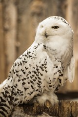 Obraz premium Bird