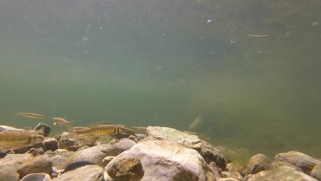 Petits poissons de rivi&egrave;re - poisson vairon