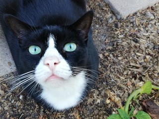 Toady the Black and White Cat