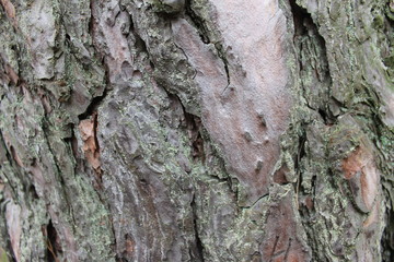  bark