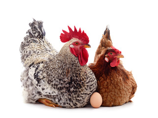 Chicken and cock with egg.