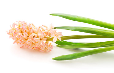 Fototapeta premium Gentle pink hyacinth.