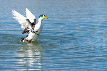 Fototapeta na wymiar Bibbed Mallard Duck landing in the water