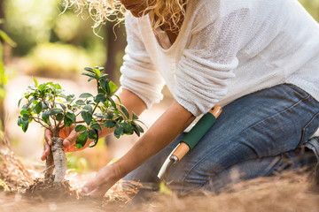 Adult lady plant a new tree on the ground in the forest - no deforestation and save planet concept - environment and gardening work for people who love nature and world