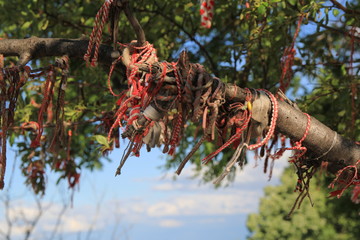 Czerwone wstążki na drzewie