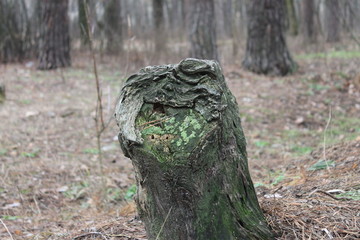 stump