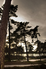 Naklejka premium floresta