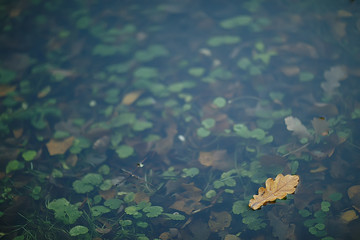 fall wet leaves background / autumn background, yellow leaves fallen from the trees, fall of the leaves, autumn park