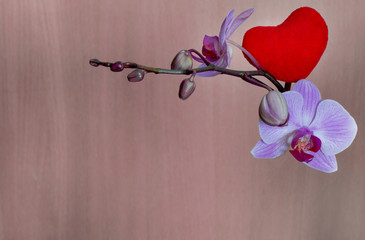 One red heart and orchid flowers. Pink orchid on a blurry wooden background. Orchid flowers and a heart made of fur for love. Place for text, copy space, february 14, valentines day