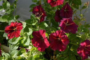 Petunias grow in flower garden on the balcony. Popular plant with abundant flowering, vibrant flowers.