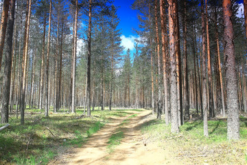 landscape pine forest / taiga, virgin forest, landscape nature summer