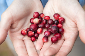 Woman hands holding ripe red cranberries