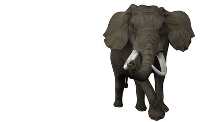 Angry and aggressive male single african elephant on white backgrund isolated 3d rendering