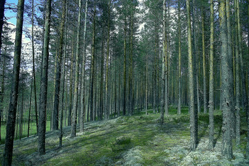 Fototapeta premium landscape pine forest / taiga, virgin forest, landscape nature summer