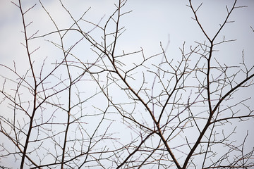 Fototapety  jesienne gałęzie bez liści w tle / abstrakcyjne tło sezonowej przyrody, nagie gałęzie, liście fruwały, jesień