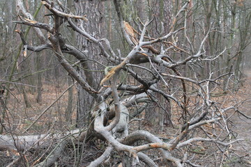 old dead tree