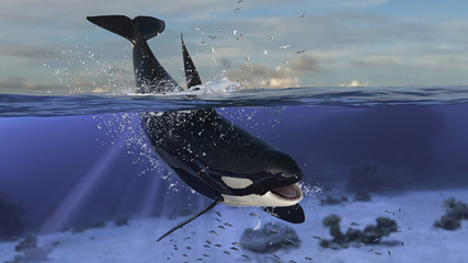 Side view of killer whale diving and jumping while half is underwater deep ocean 3d rendering