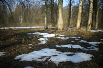 early spring in the forest / trees without leaves, snow melts, gray sad forest park in spring