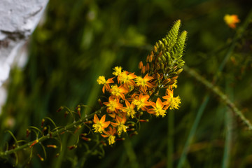 bulbine frutescens fondo desenfoque , en primer plano