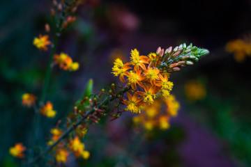 bulbine frutescens fondo azul, en primer plano