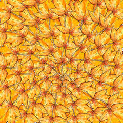 Fototapeta premium Autumn abstract maple leaves background