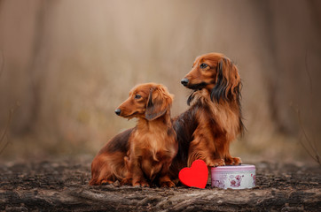 themed photo Valentine's Day two dogs in love long-haired dachshund beautiful portrait magic photo