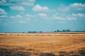 Obraz premium Lato na wsi