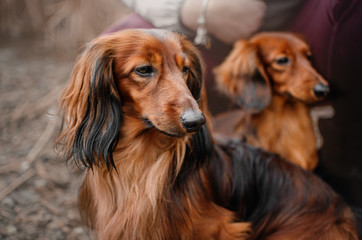 two dogs on a walk long-haired dachshund beautiful portrait magic photo