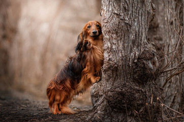 long-haired dachshund dog beautiful portrait autumn walk magic light