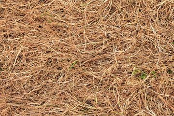 background of dry july grass in the meadow