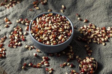 Raw Dry Organic Purple Popcorn