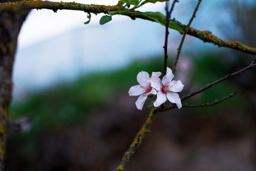 Beautiful white flower of an almond tree.