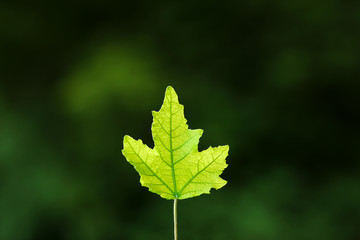 green maple leaf on blurry background