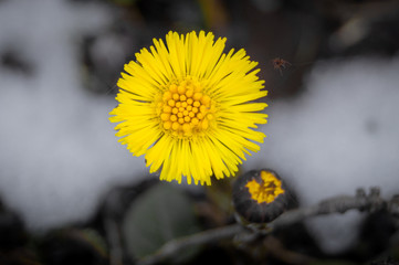 Blume mit kleiner Spinne