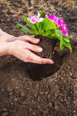 Gardeners hands planting flowers at back yard Gardening Tools on Soil Background. Spring Garden Works Concept