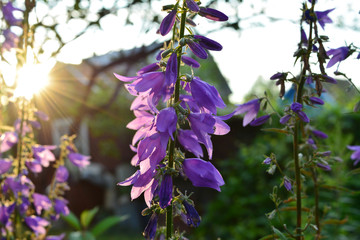 Blooming violet bellflowers on sunset. Beautiful flowers in summer garden.