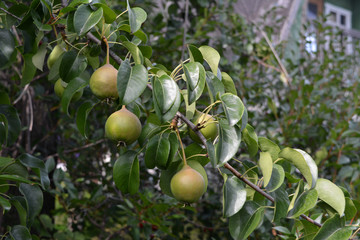 Pears on the branch of pear tree in summer country garden.