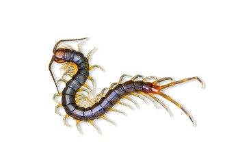 The top view of Centipede or Chilopoda on white background and clipping path. Poisonous insects.