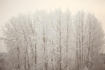 winter landscape in the forest / snowy weather in January, beautiful landscape in the snowy forest, a trip to the north