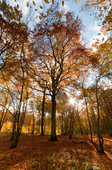 La forêt de Crécy aux couleurs de l'automne