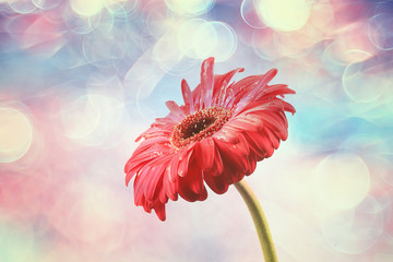 red gerbera flower / red beautiful summer flower, aroma smell concept