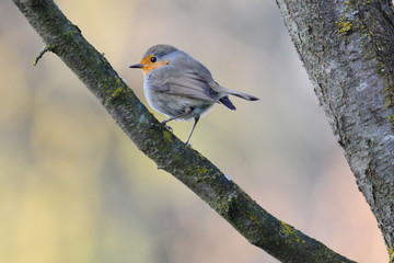 Robin bird