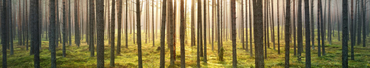 Pine forest at sunset. Golden evening light through the tree trunks. Latvia © Alex Stemmer
