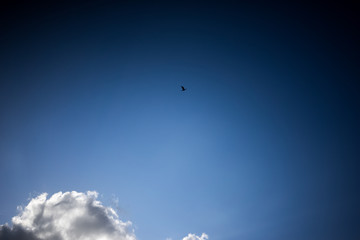 Blue bird flying over a cloud